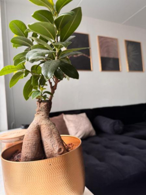 Home with free parking near Amsterdam 45 min away!